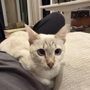 Image of Leah, Lost Cat