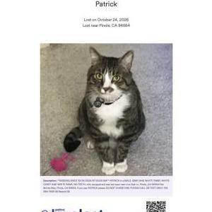 Image of Patrick, Lost Cat