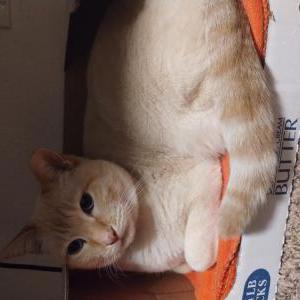 Image of Toast, Lost Cat