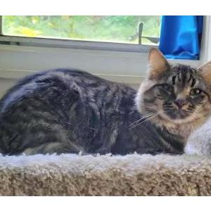 Image of Lucas, Lost Cat