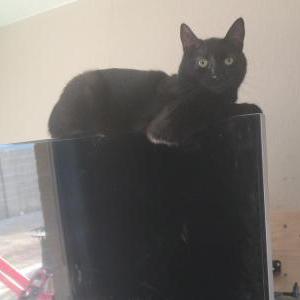 Image of Sabbath, Lost Cat