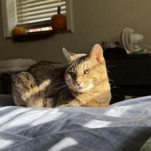 2nd Image of Sunny, Lost Cat