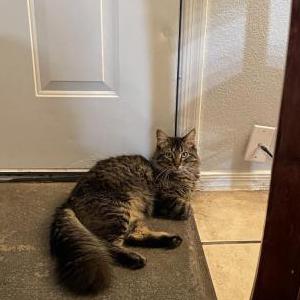 Image of Duma, Lost Cat