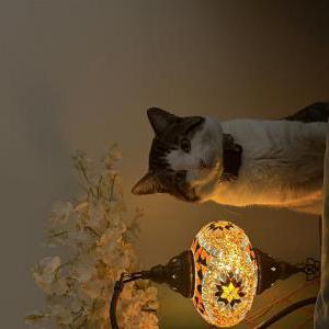 Image of Melo, Lost Cat