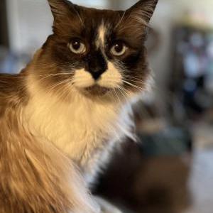 Image of Coco, Lost Cat