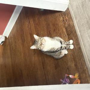 Image of Beanie, Lost Cat
