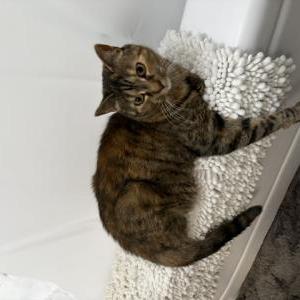 Lost 2 Isbella Rose (Pennsylvania)