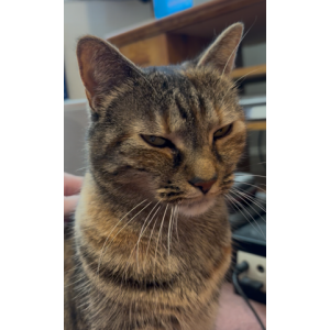 2nd Image of Isbella Rose, Lost Cat