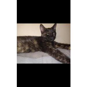 Lost 2 Sweetpea (Florida)