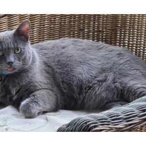 Lost 2 Gracie (Arizona)