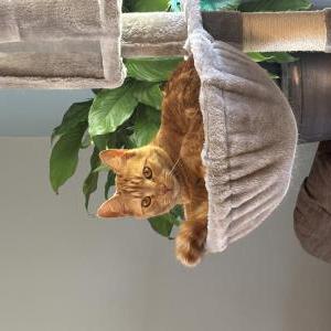 Image of Biggie, Lost Cat