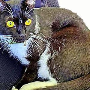 Image of Lylia, Lost Cat