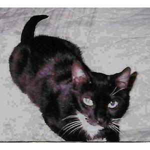 Image of Lucy, Lost Cat