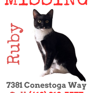 Image of Ruby, Lost Cat