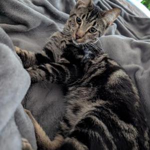 Image of Unknown, Found Cat