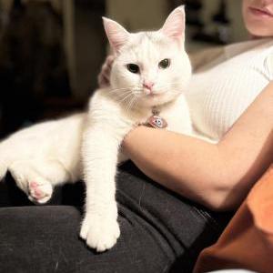 Image of Schmitty, Lost Cat