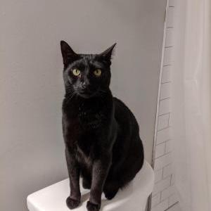 Image of Petey, Lost Cat