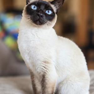 Lost 2 Mocha (Virginia)