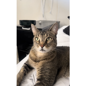 Image of Duke, Lost Cat