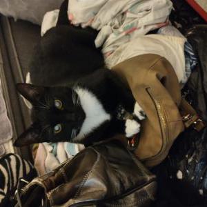 2nd Image of Kaipo, Lost Cat