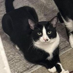 Image of Lucas, Lost Cat