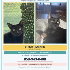 Lost 2 Luna (CA)