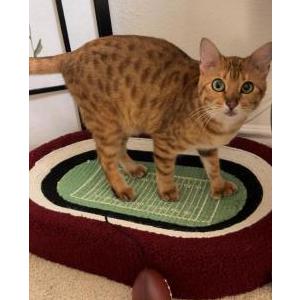 Image of Gigi, Lost Cat