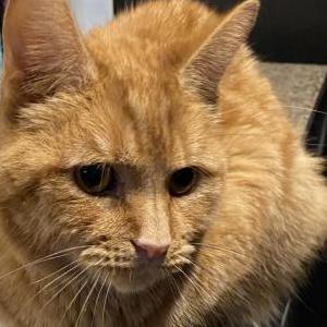 Lost 2 Tiger (Indiana)