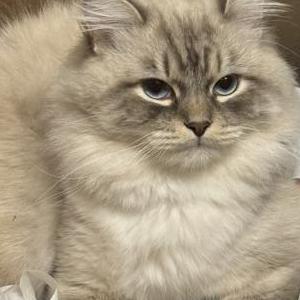 Lost 1 Kote (Georgia)