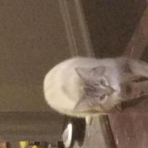 2nd Image of GOT, Lost Cat