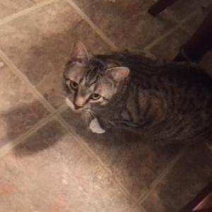 2nd Image of Bergie, Lost Cat