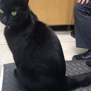 2nd Image of Onyx, Lost Cat