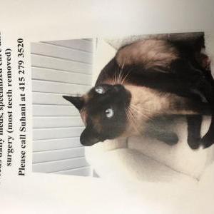 2nd Image of Monkey, Lost Cat