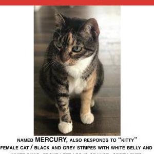 Lost Cat Mercury