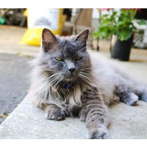 2nd Image of SMOKEY, Lost Cat