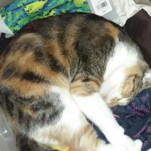 lost and found cats va