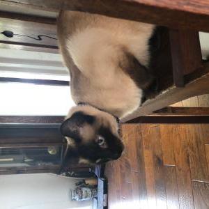 2nd Image of Simon the Siamese, Lost Cat