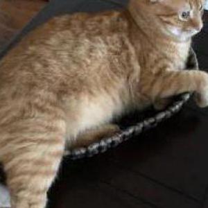 2nd Image of Simba, Lost Cat