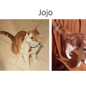 Lost Cat Jojo