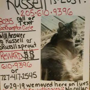 Lost Cat Russell