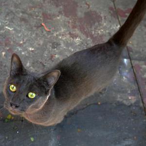 Found Cat Dark gray male cat