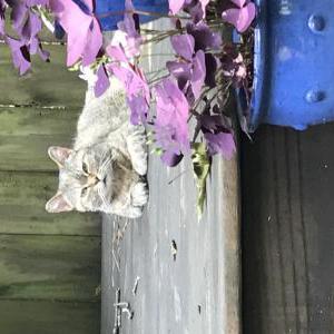 Lost Cat Ms Kitty