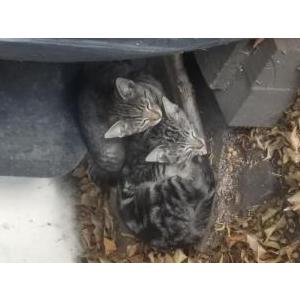 Found Cat Two Bonded Kittens