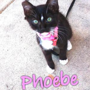 Lost Cat Phoebe
