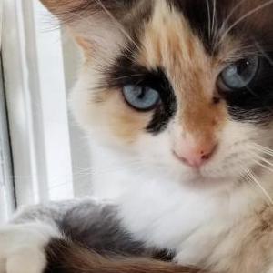 Lost Cat Ali