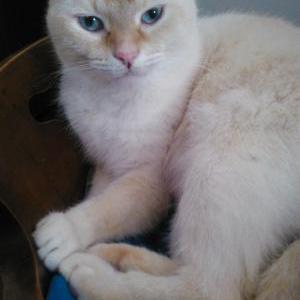 Found 2 Doc current pet id:116546
