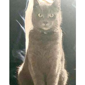 2nd Image of GOGO, Lost Cat