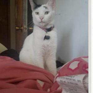 Lost Cat Chasey