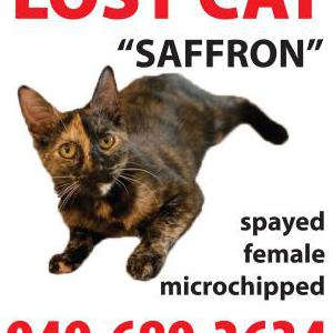 Lost Cat Saffron