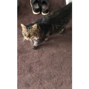 Lost Cat Hollywood/Kitty
